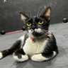 Gato Juzgón 的头像
