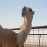 Фото профиля سعدالعتيبي