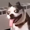 『 𝕋𝕌𝕊𝕂 』's profile picture