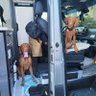 VanLifeVizslas 的头像