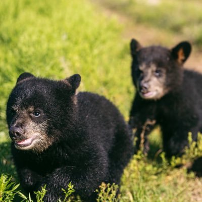 Baylor Bear Habitat's profile picture