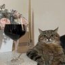 Profilbild von КотСкот