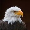 Profilbild von Tom B 🇺🇸