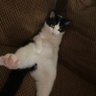 dux's profile picture