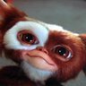gizmo 的头像