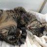 きじとら 的头像