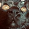 fierce's profile picture