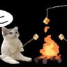 Cat at fire real's profile picture