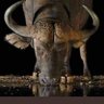 Profilbild von tshepo Nkatlo