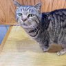 猫大好き！！'s profile picture