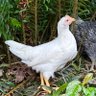 Oregon Chicken 的头像