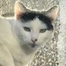AngryCat's profile picture
