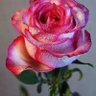 لدُن🌹's profile picture