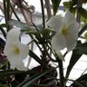 Libelia Pompa profil fotoğrafı