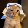 Фото профиля halalcat