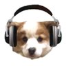 Profilbild von pingo🐶