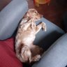 paolino paperino's profile picture