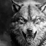 Gray Wolf 🇺🇲's profile picture