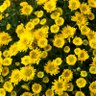 Snoopy's profile picture