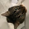 aru's profile picture