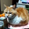 けい 的头像