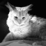 Spooks's profile picture