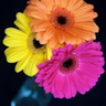 まぁ:)'s profile picture