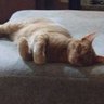 Norman profil fotoğrafı