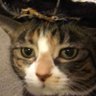 surfcat's profile picture