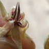 Фото профиля chapeau melon
