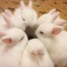 Profilbild von ヤドンねこの取引あかうんと