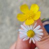 gazel profil fotoğrafı