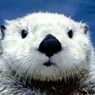 mu_hayateeshi's profile picture