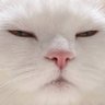 PP🍑WT.777's profile picture