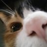 Фото профиля 魔猫さん