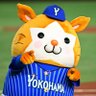 C５１７'s profile picture