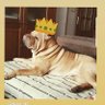 Suek 死 profil fotoğrafı