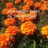 Sjaak van Dijk 的头像