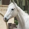 White horse 的头像