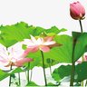 金宝's profile picture