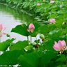 Фото профиля zhenzheng43