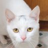 大橙子 profil fotoğrafı