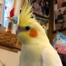 オカメマスター profil fotoğrafı