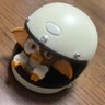 kinachan🌸's profile picture