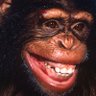 Chimp Not Chump 的头像