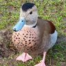 Adonis 🦢🤍 Aphrodite 🦢❤ Hérons 🖤 Éros 🦆💙💞🐥❤'s profile picture