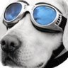 sc2 dog 的头像