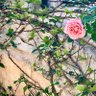 Фото профиля Aunnie Lamune