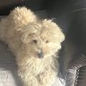 Bunny 的头像