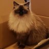 Cat profil fotoğrafı